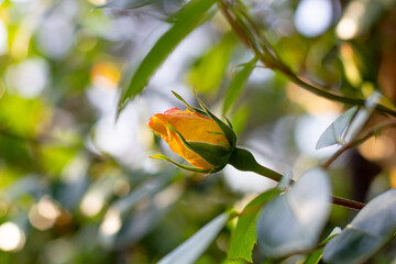 Yellow rose flower start blooming in the rose garden. Nature, beauty, tenderness.