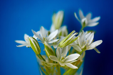 White flowers in a miniature vase on a blue background. Spring flower bouquet. Beautiful romantic...