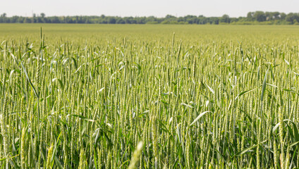 wheat field, beautiful landscape, green grass and blue sky with clouds, natural product