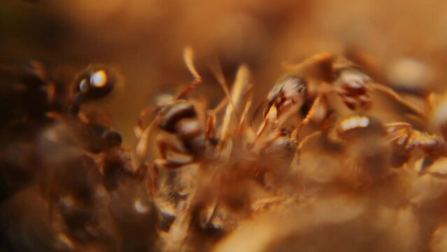 Ant War between two colonies of ants.
Battle of ants, Crowds, Army.
Ants war in the garden.
Fight between insects, bugs in the city.
Insect, bug, animals, animal, Urban wildlife, Backyard wild nature