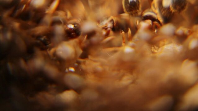 Ant War between two colonies of ants.
Battle of ants, Crowds, Army.
Ants war in the garden.
Fight between insects, bugs in the city.
Insect, bug, animals, animal, Urban wildlife, Backyard wild nature