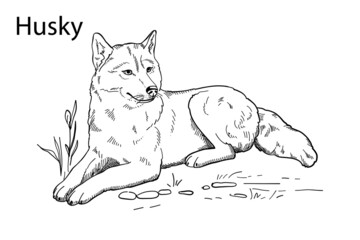 Hand-drawn vector silhouette of a husky, for the design of banners, posters 