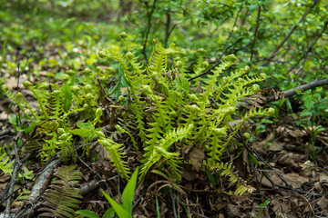名前不明のシダ植物／日本長野県5月