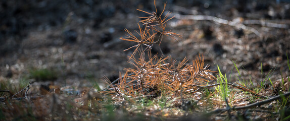 FOREST - Dry pine branch on the underwood
