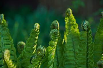 Twisted young fern leaves. Selective focus on individual leaves. Floral background.