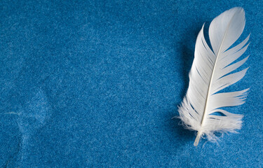 white goose feather on a blue background