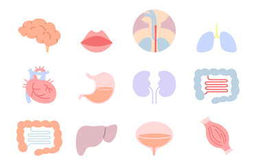 臓器のイラスト素材セット（アイコン・線なし）