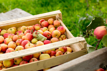 Harvest of fresh apples in wooden boxes.