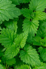 Fototapeta na wymiar Green leaves of young mint close-up.