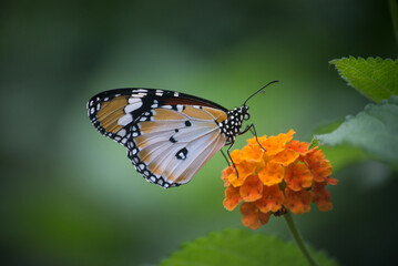 Closeup of danaus genutia butterfly on orange lantana flower in a green house