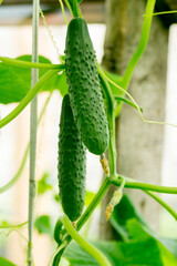 Green young cucumbers hanging on a stem with leaves.