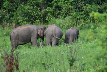 Naklejka na ściany i meble Adorable wild elephants in Thailand