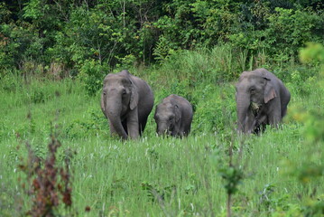 Adorable wild elephants in Thailand