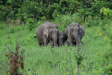 Adorable wild elephants in Thailand