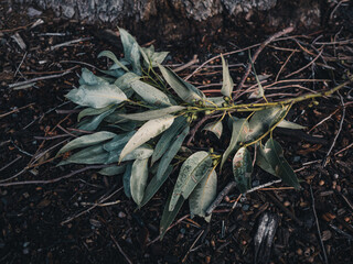 eucalyptus leaves