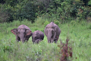 elephants in the wild