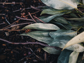 eucalyptus leaves