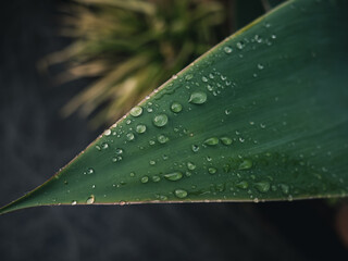 rain drops on a leaf