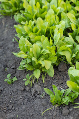 Spinach plants growing in the vegetable garden. Ecology and homegrowing concept.