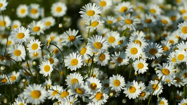 A field of white daisies in the wind sways close-up slow motion. Concept: nature, flowers, spring, biology, fauna, environment, ecosystem