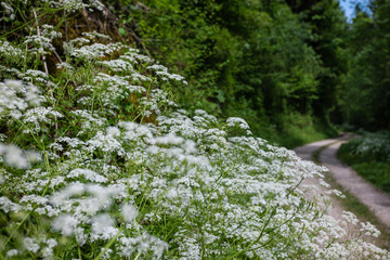 Blumen am Wegesrand auf einer Wanderung