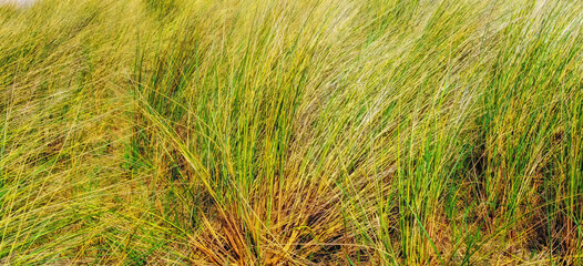 Dune grasses at the seashore.