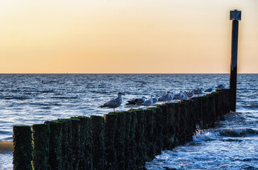 A beautiful seascape with gulls at poles in the sea