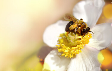 Bumblebee sitting on a flower gathers pollen. The concept of ecology, beekeeping. Copy space, summer background, postcard