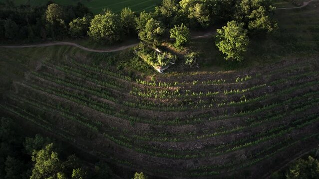 Hilly vineyards with sunset light, aerial view
