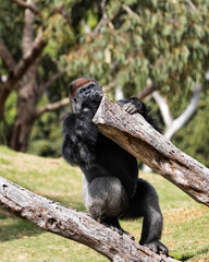 Obraz premium Gorilla Sucking his Thumb