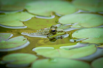 Frog with big eyes above the water in the middle of water lilies