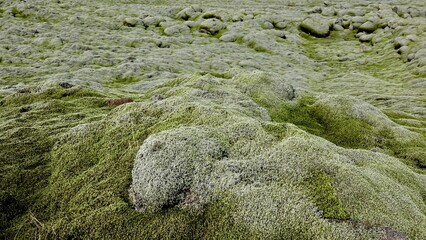 Vulkanlandschaft in Island mit Moosen bewachsen. 