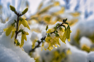 yellow flowering forsythia covered with snow