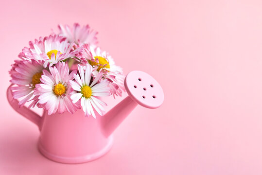Daisies in a miniature watering can on a pink background.