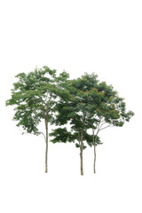 Obraz premium A both alive tree on the white background cutout, plant and nature concept for design