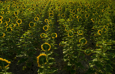 Summer sunrise over sunflower field - stock photo