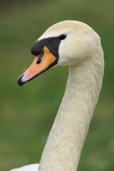 A portrait of a Mute Swan against a green background
