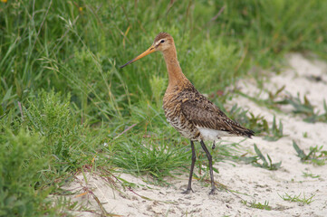 A Black-tailed Godwit walking along a creek
