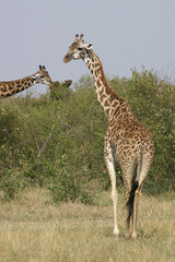 A portrait of a Giraffe on the Masai Mara in Kenya, Africa
