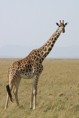 A portrait of a Giraffe on the Masai Mara in Kenya, Africa
