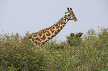 A portrait of a Giraffe on the Masai Mara in Kenya, Africa
