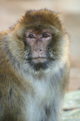 A portrait of a female Barbary Macaque
