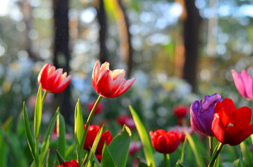 blooming red tulips