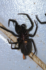 segestriidae black spider macro photo