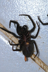 segestriidae black spider macro photo