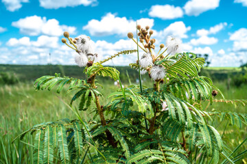 flowering shrubs in the wild