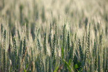 Spikelets of green wheat sparkle in the morning sun.