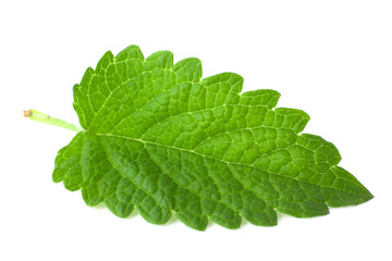Fresh lemon balm leaf isolated on white background.