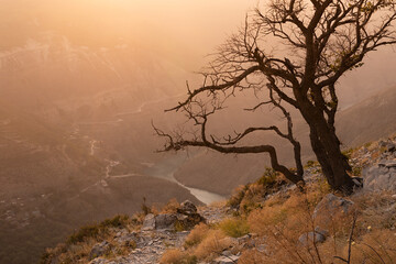 Dead tree silhouette in golden sunlight and soft haze on sunset on steep slope with thin blue...