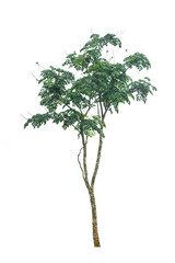 A single alive tree on the white background cutout, plant and nature concept for design